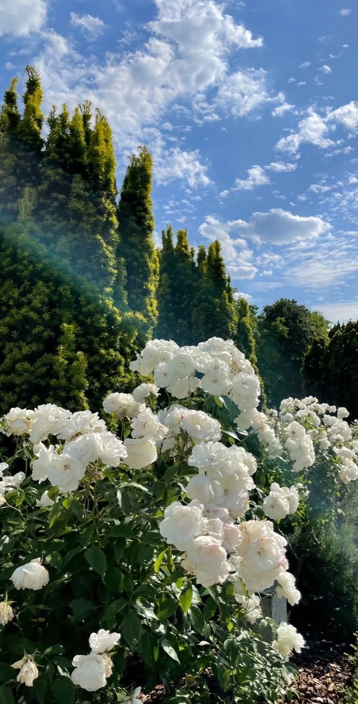 165+ Hình Nền Hoa Đẹp Nhất Cho Thiết Bị