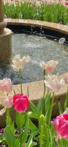 322+ Hình Nền Hoa Tulip Chill Cho Màn Hình