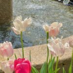 322+ Hình Nền Hoa Tulip Chill Cho Màn Hình