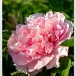 659+ Hình Hoa Mẫu Đơn Nhẹ Nhàng Và Tinh Tế