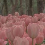 326+ Hình Hoa Tulip Dịu Nhẹ Và Thanh Thoát