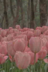 326+ Hình Hoa Tulip Dịu Nhẹ Và Thanh Thoát