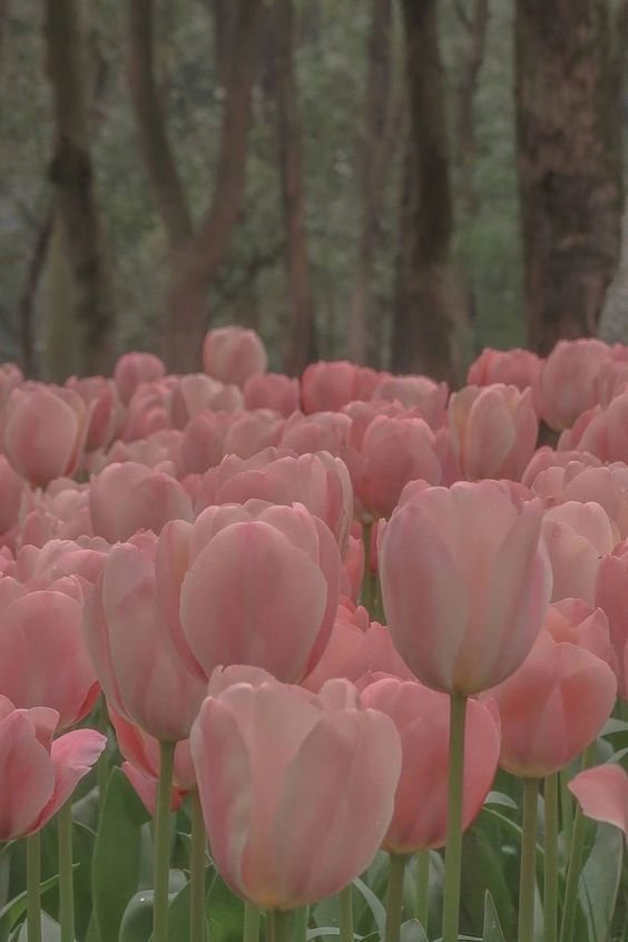 326+ Hình Hoa Tulip Dịu Nhẹ Và Thanh Thoát