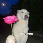 320+ Bộ Meme An Ủi Dễ Thương Giúp Xua Tan Muộn Phiền
