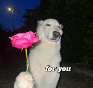 320+ Bộ Meme An Ủi Dễ Thương Giúp Xua Tan Muộn Phiền