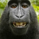 503+ Meme Bựa Hài Hước Và Ngộ Nghĩnh