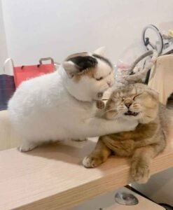 104+ Meme đánh nhau hài hước cực chất