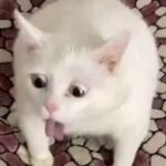 146+ Meme mèo hài hước giải trí mỗi ngày