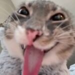 136+ Meme mèo bựa hot trend mạng xã hội