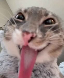 136+ Meme mèo bựa hot trend mạng xã hội