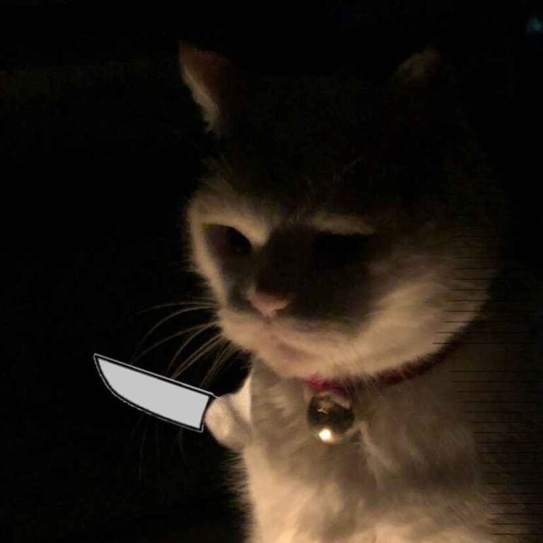 138+ Meme mèo cầm dao khiến dân mạng cười