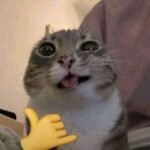 140+ Meme mèo cười khiến ai cũng bật cười