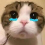 144+ Meme mèo khóc hot trend không thể bỏ lỡ