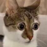 154+ Meme sợ hãi khiến bạn cười ra nước mắt