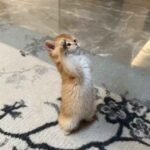 174+ Mèo cute khiến cộng đồng mạng phát cuồng