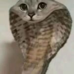 180+ Mèo meme hài hước khiến bạn cười ngất