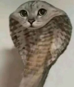 180+ Mèo meme hài hước khiến bạn cười ngất