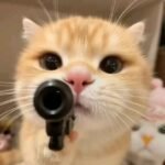 182+ Mèo nổ và những khoảnh khắc khó quên