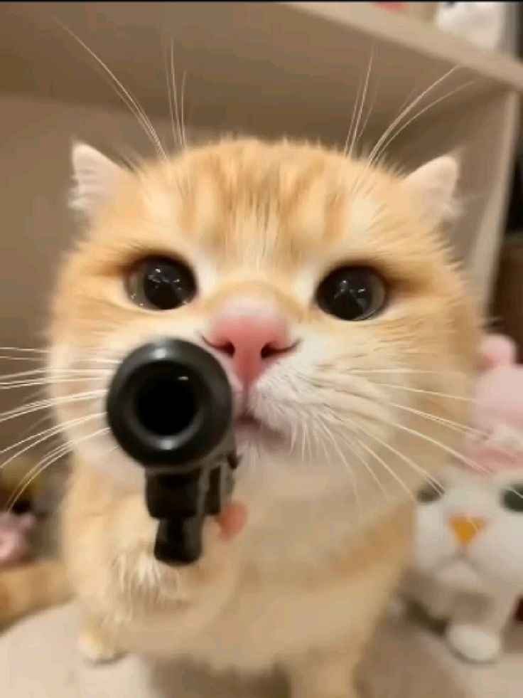 182+ Mèo nổ và những khoảnh khắc khó quên