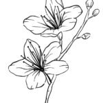 328+ Ý tưởng vẽ hoa sáng tạo đầy cảm hứng