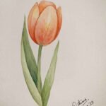 326+ Vẽ hoa tulip đẹp dễ thực hiện cho mọi đối tượng