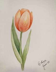 326+ Vẽ hoa tulip đẹp dễ thực hiện cho mọi đối tượng