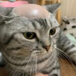 526+ Ảnh Mèo Meme Bá Đạo Đốn Tim Cộng Đồng Mạng