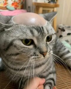 526+ Ảnh Mèo Meme Bá Đạo Đốn Tim Cộng Đồng Mạng